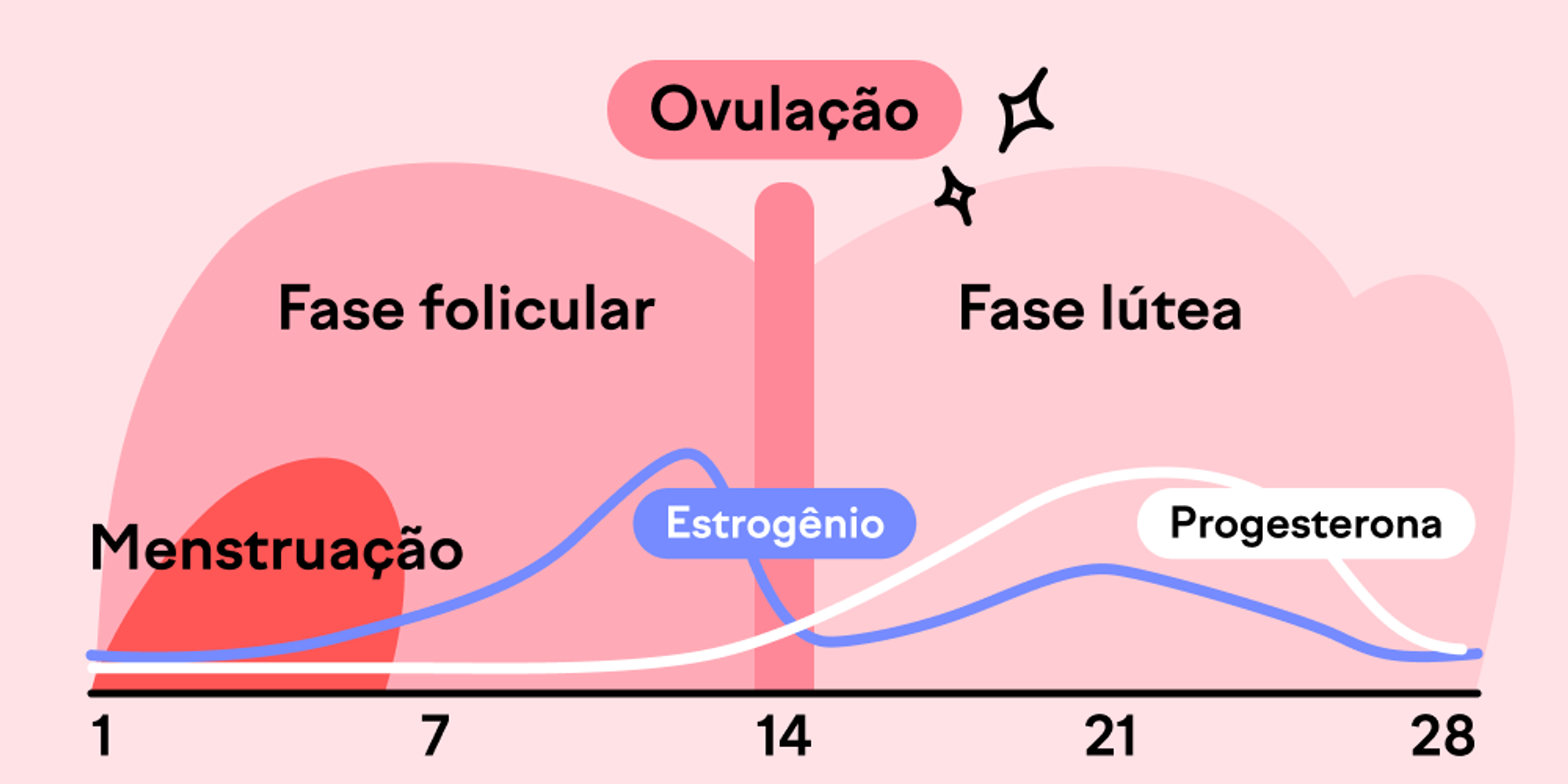 Vamos falar sobre ciclo menstrual