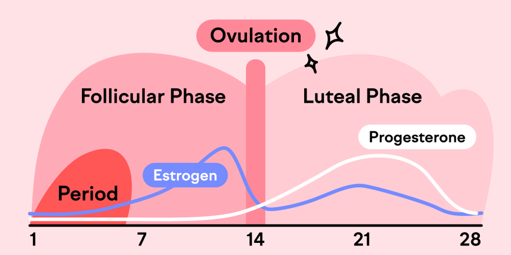 Illustration for Let’s talk about the menstrual cycle