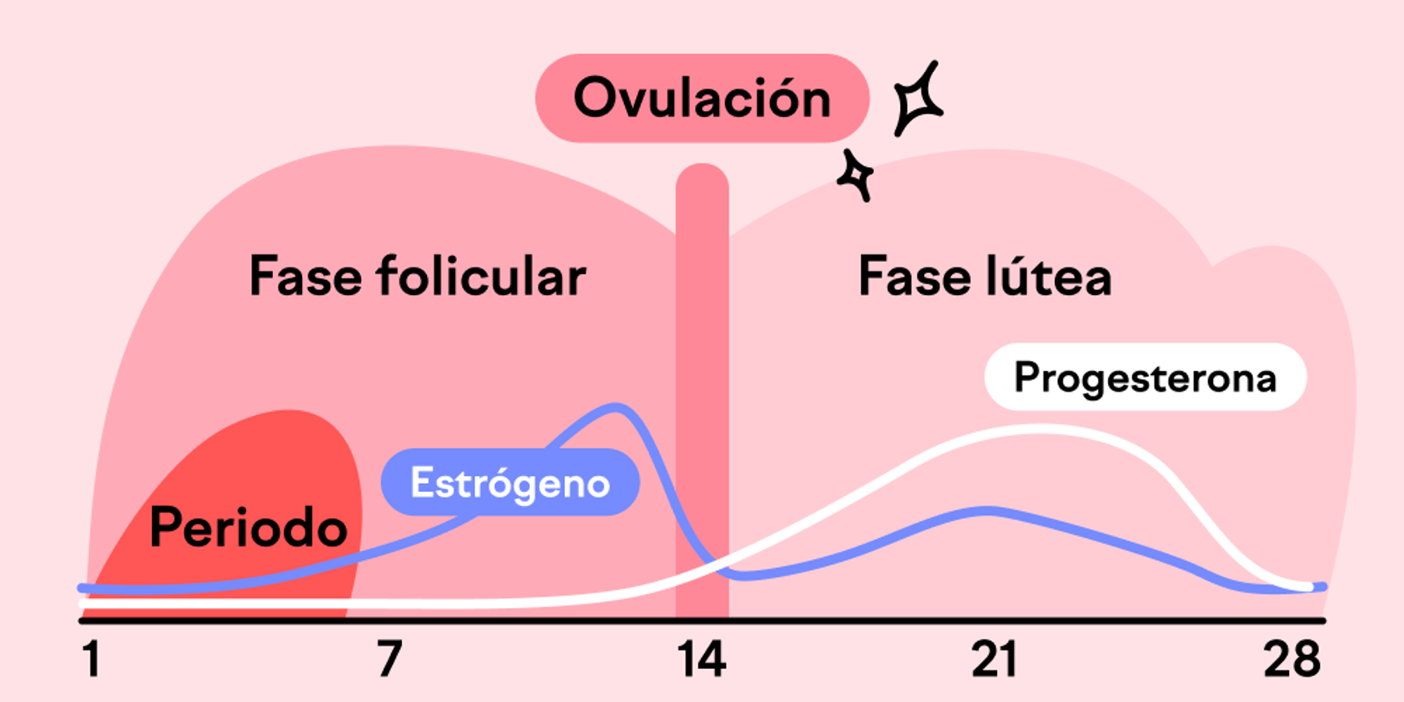 Hablemos del ciclo menstrual