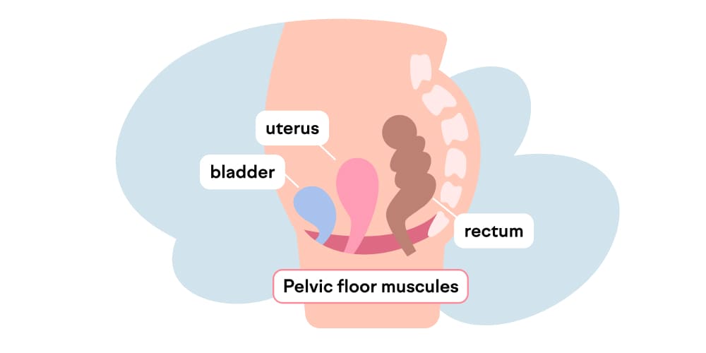 Illustration for Pelvic floor exercises during pregnancy