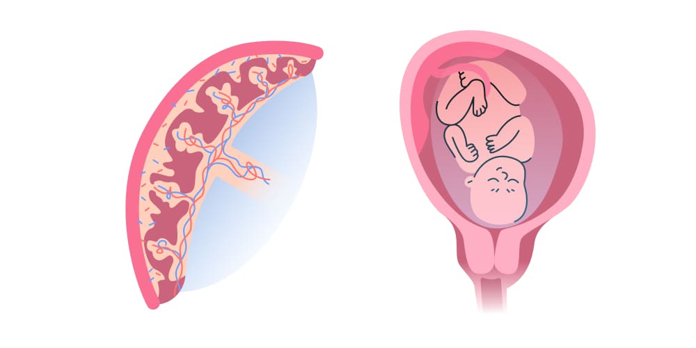 ¿Qué es la placenta?
